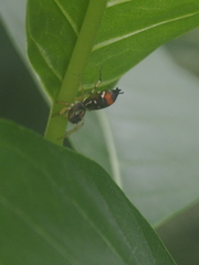 Cosmophasis valerieae