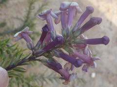 Freylinia densiflora