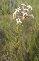 Freylinia densiflora