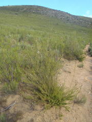 Freylinia densiflora