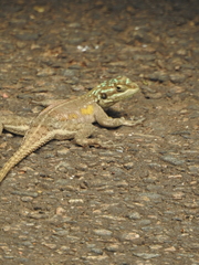 Agama finchi