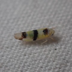 Empoa gillettei