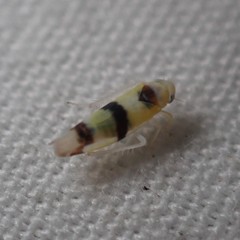 Empoa gillettei