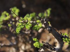 Pelargonium alternans