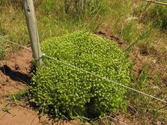 Helichrysum asperum glabrum