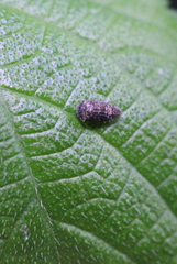Deferunda rubrostigma