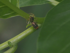 Cosmophasis valerieae