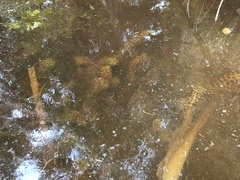 Hydrilla verticillata