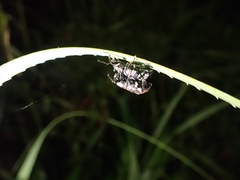 Eupyrgops waltonianus