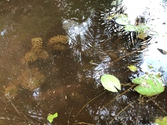 Hydrilla verticillata