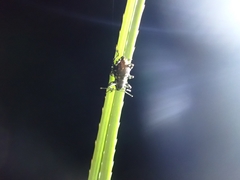 Eupyrgops waltonianus