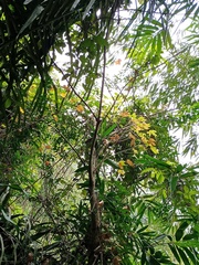 Firmiana malayana