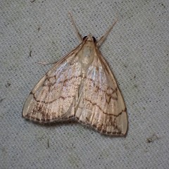 Evergestis pallidata
