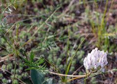 Oxytropis oxyphylla