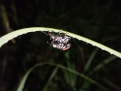 Eupyrgops waltonianus