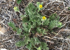 Potentilla jepsonii