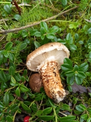 Tricholoma dulciolens