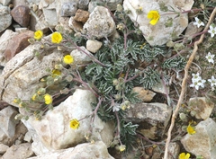 Potentilla morefieldii