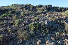 Pelargonium alternans