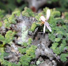Pelargonium alternans