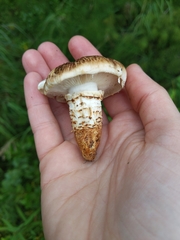 Tricholoma dulciolens