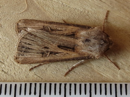 Representative image of Agrotis biconica