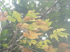 Firmiana malayana