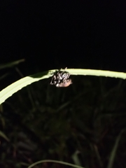 Eupyrgops waltonianus