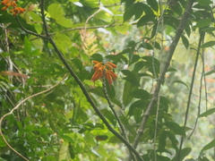 Firmiana malayana