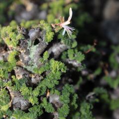 Pelargonium alternans