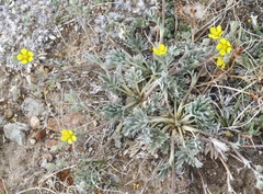 Potentilla pseudosericea
