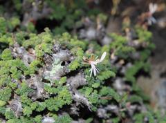 Pelargonium alternans