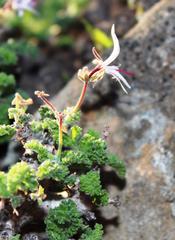 Pelargonium alternans