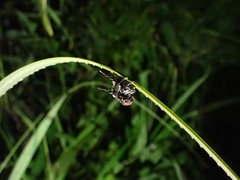 Eupyrgops waltonianus