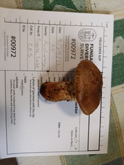 Tricholoma dulciolens