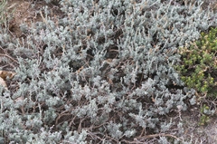 Artemisia rothrockii
