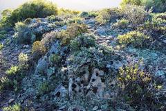 Pelargonium alternans