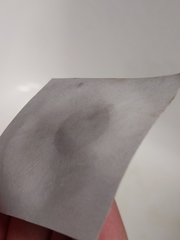 Tricholoma dulciolens