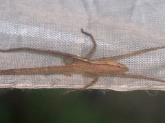 Heteropoda ocyalina