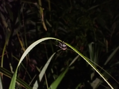 Eupyrgops waltonianus