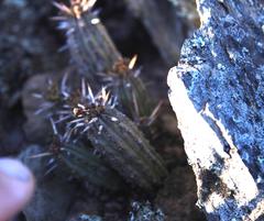 Euphorbia nesemannii