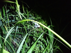 Eupyrgops waltonianus