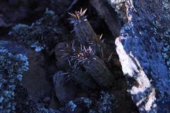 Euphorbia nesemannii