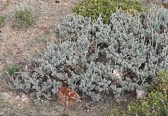 Artemisia rothrockii