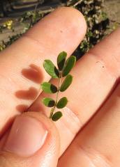 Ormocarpum trichocarpum