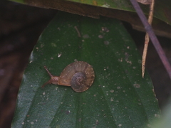 Dyakia clypeus