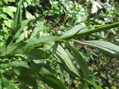 Solidago × niederederi