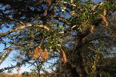 Ormocarpum trichocarpum