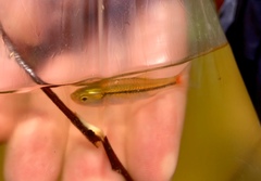 Rasbora borapetensis