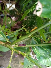 Homalodisca ichthyocephala